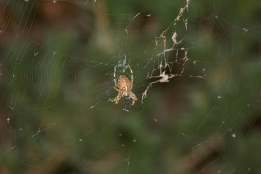 [Spider+091909+LowRes.JPG]