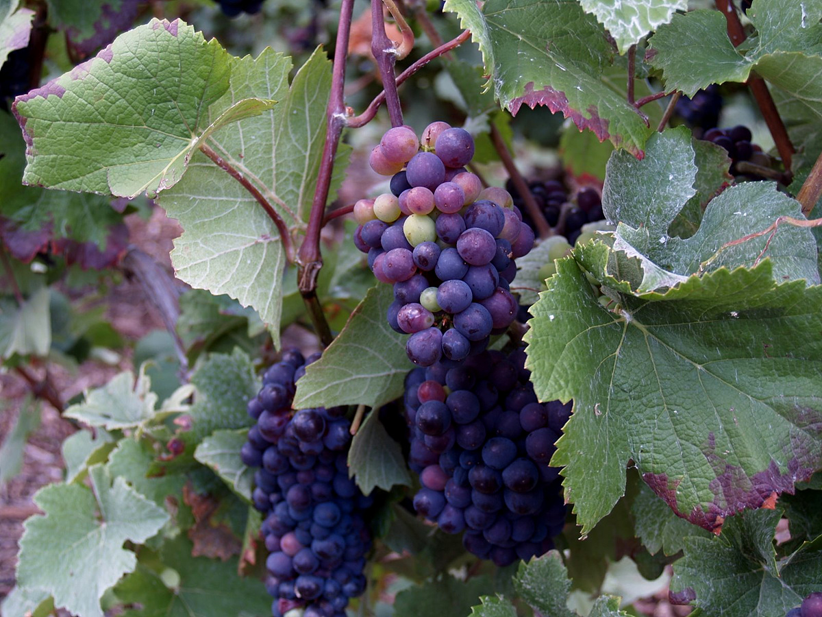 VARIEDAD DE CEPAS: PINOT MEUNIER