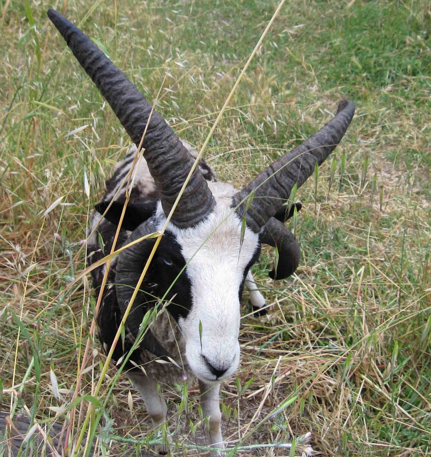 [sheepdemon.jpg]