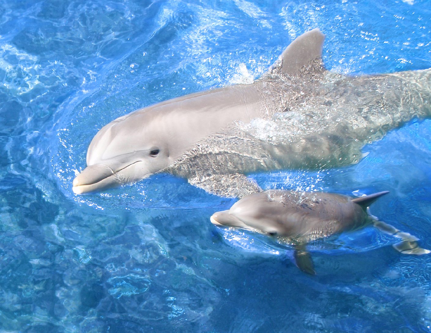 [WaiohakaupoBabyDolphin.jpeg]