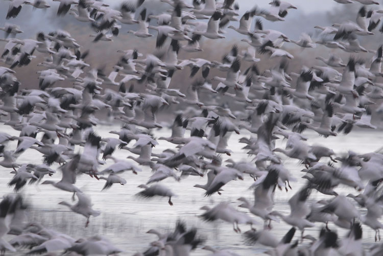 [snow_geese_JIS.jpg]