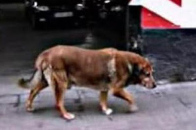 Canelo01.jpg