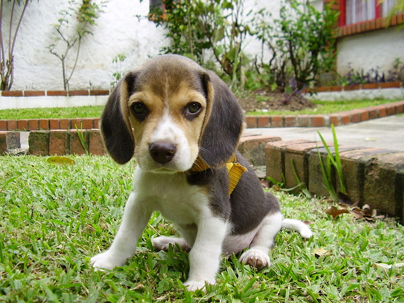 Beagle09.jpg
