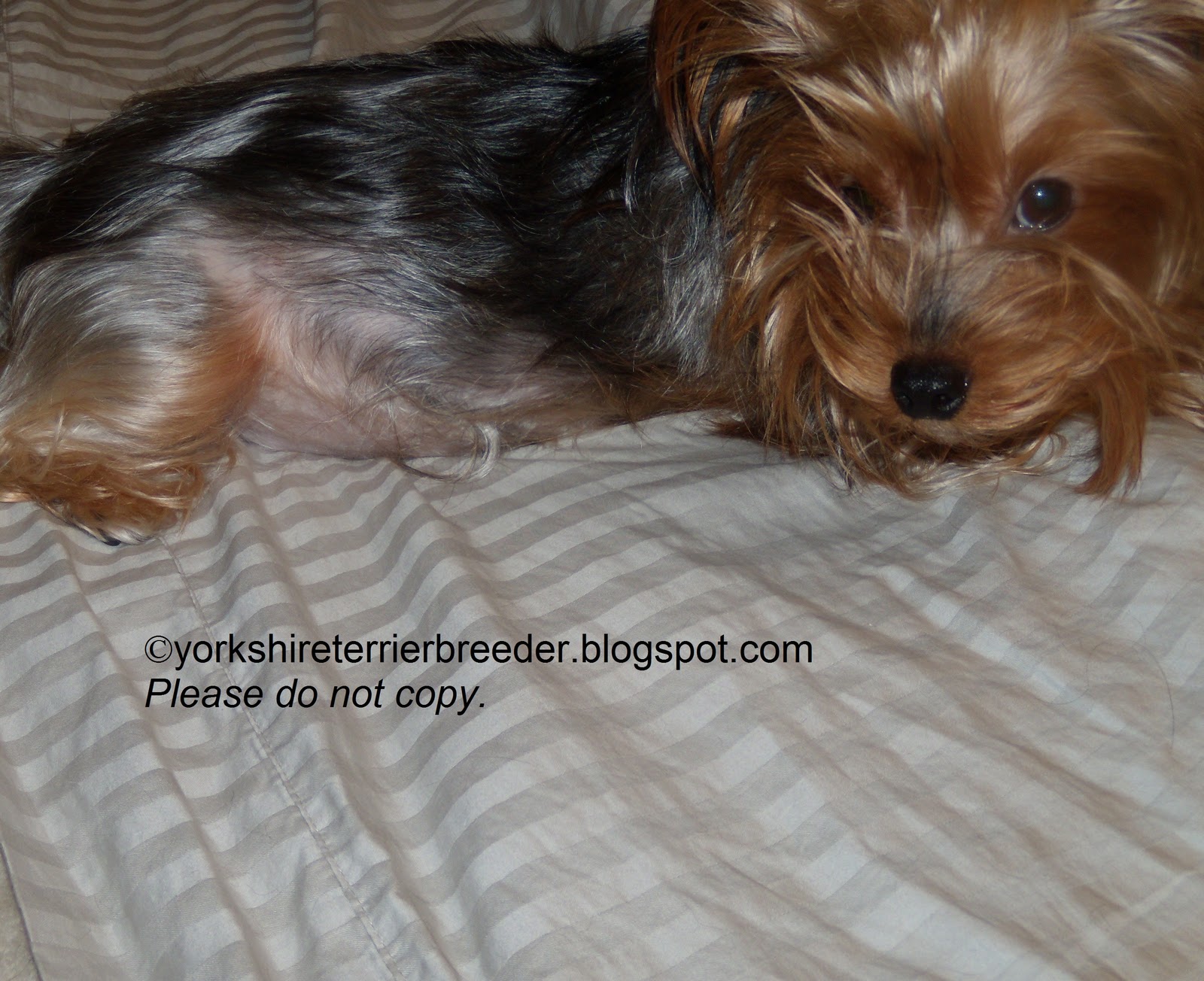 Pictures Of Pregnant Yorkies 73