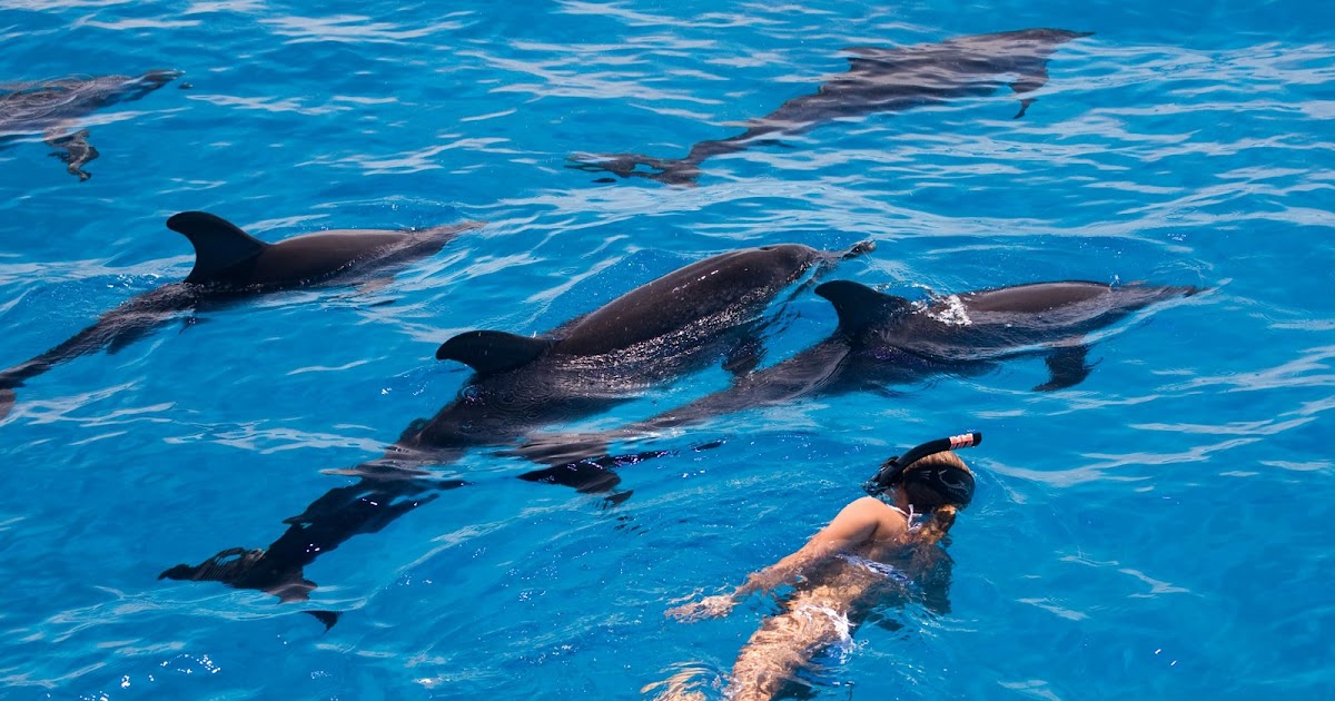 BCPRUEBAS Nadando entre delfines BCPRUEBAS Nadando entre delfines
