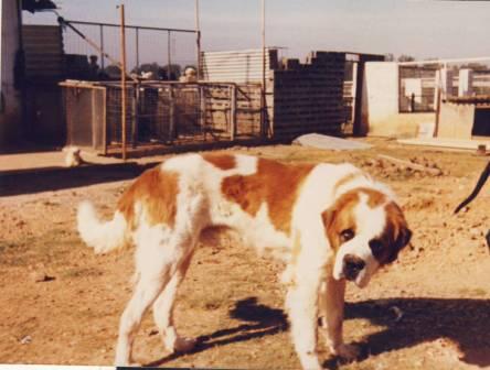 Irwin Animal Rescue