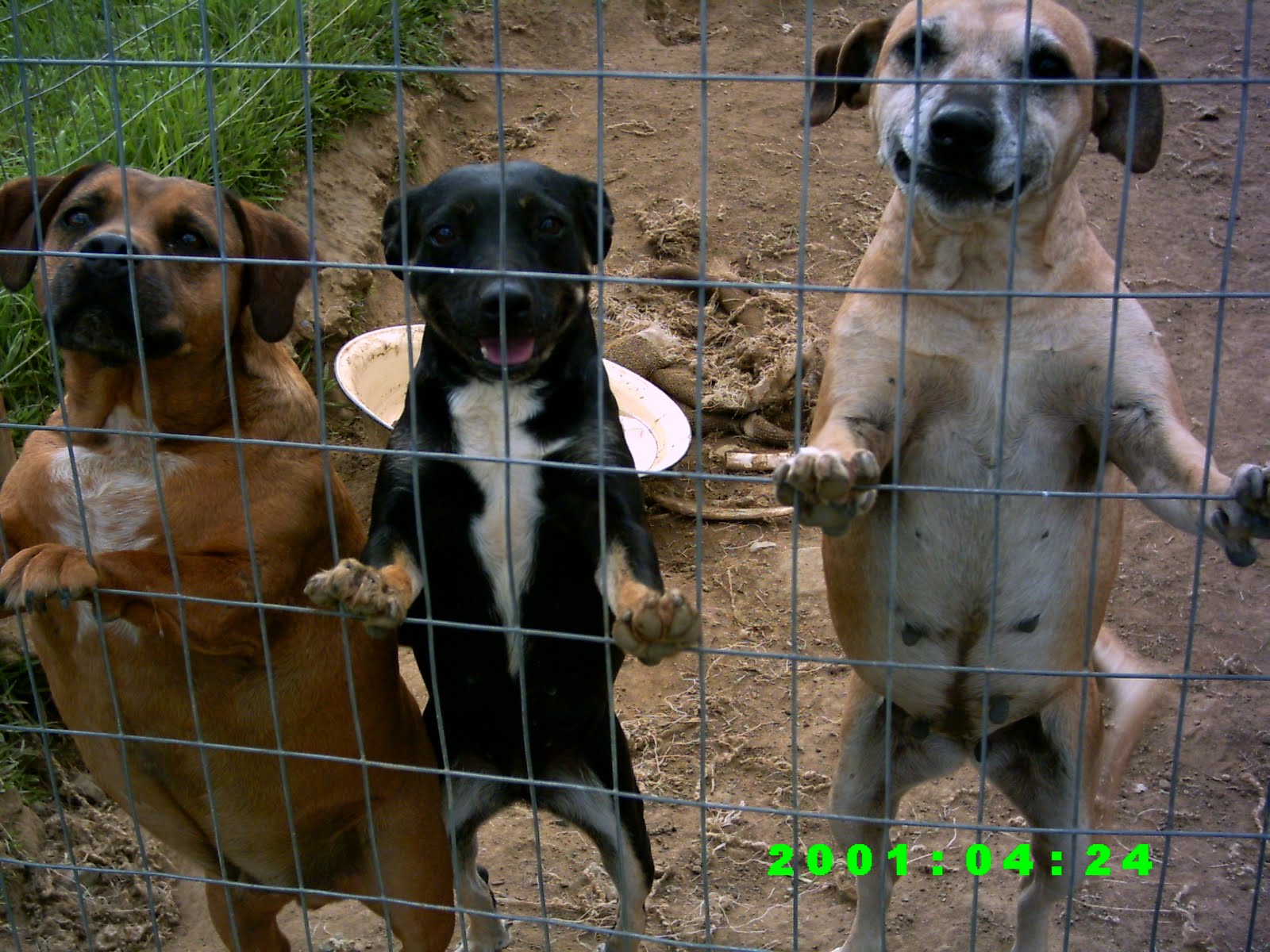 Irwin Animal Rescue