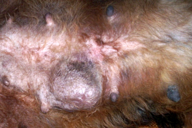 Tumor de mama em cadela estoura Clearance