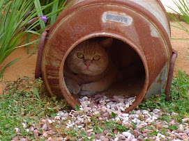 Rusty - the evil cat