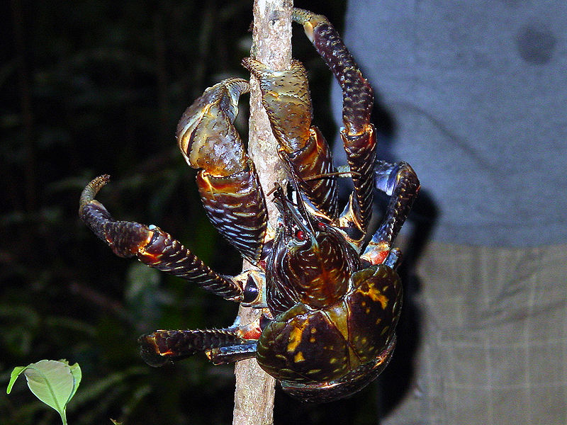 My Temple of Nature Colossal Coconut Crabs