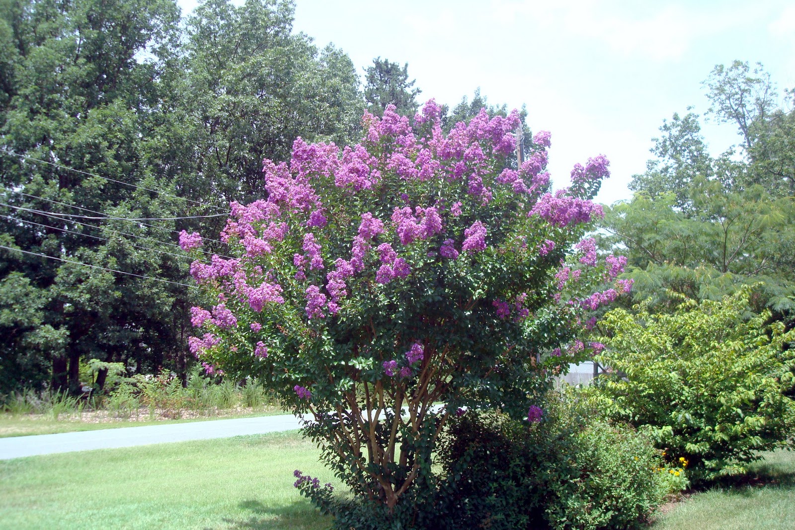 Flowers and Nature in my Garden: Crepe Myrtle