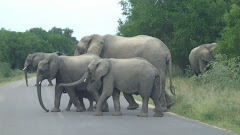 Kruger Park in S.A.