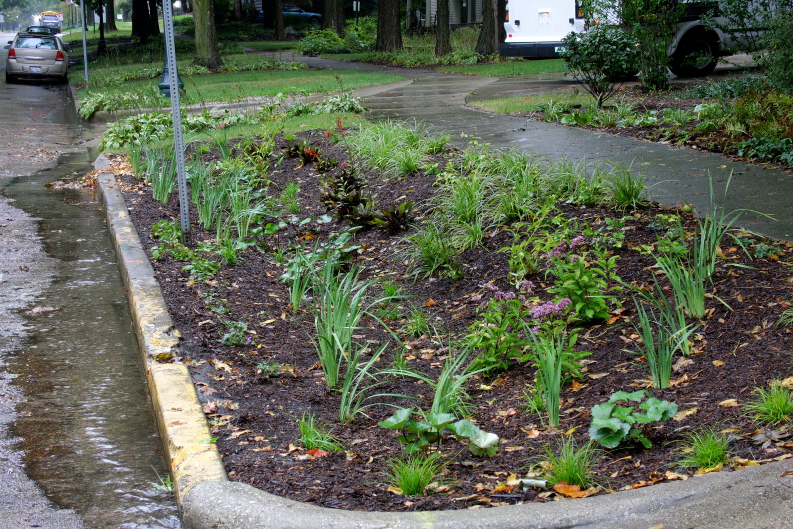 Environmental Almanac Rain gardens grow from collaboration