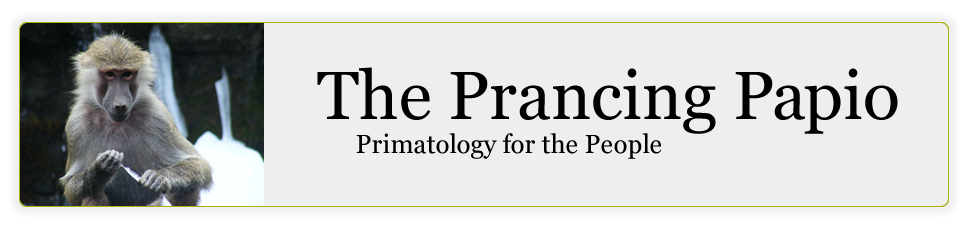The Prancing Papio