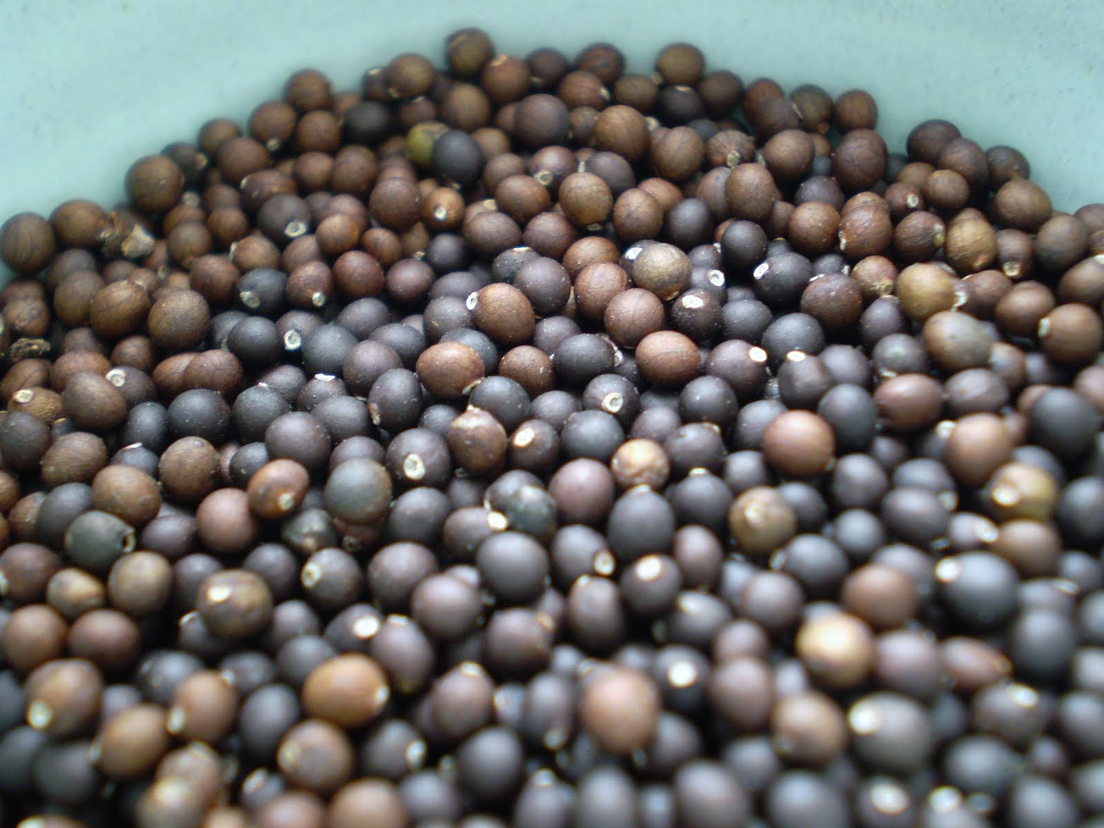 Green Jean mom's herbs