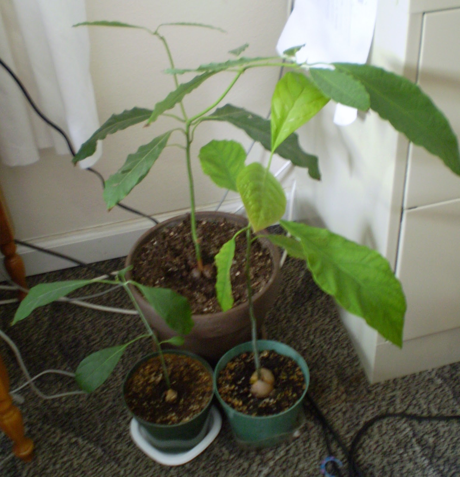 42+ How To Make Bonsai Avocado Tree Gif Hobby plan