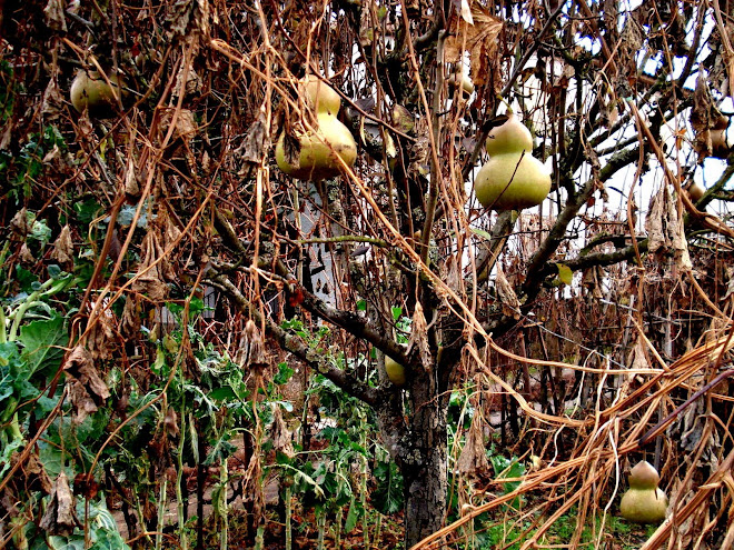 organic christmas tree