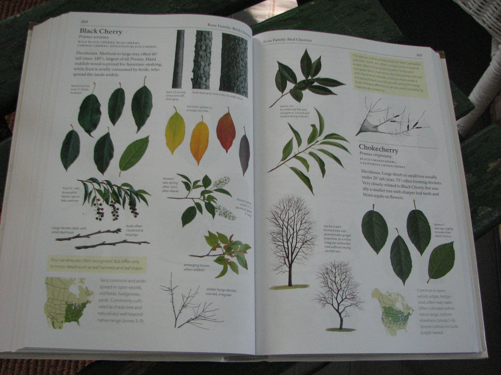 barbaraq-the-sibley-guide-to-trees-by-david-allen-sibley