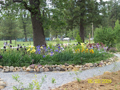 Front yard Iris bed is lovely at Randy's