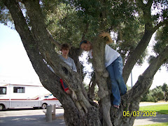 The kids climb an olive tree