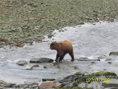 The bear at the creek fishing near the fish hatchery