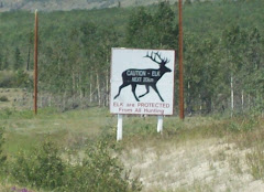 Elk Crossing//We did not see any unfortunately!