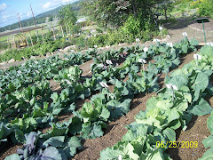 Experimental veges grown at the garden
