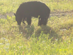 This bear was busy eating grass
