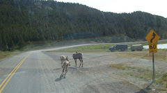 Young elk in the road in BC