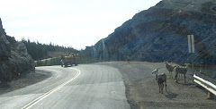 Mountain goats along the road