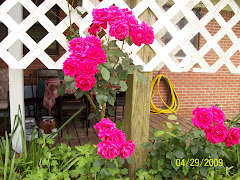 Roses this spring on the deck