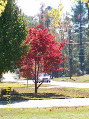 Dogwood Tree