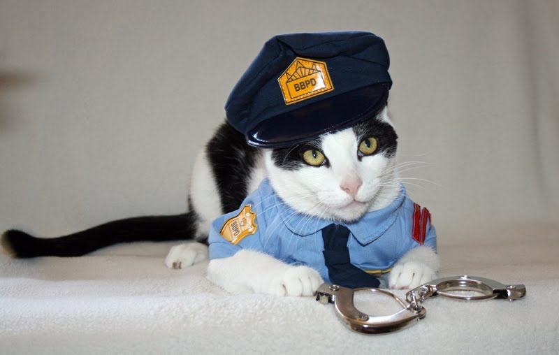 Cat In Uniform 12