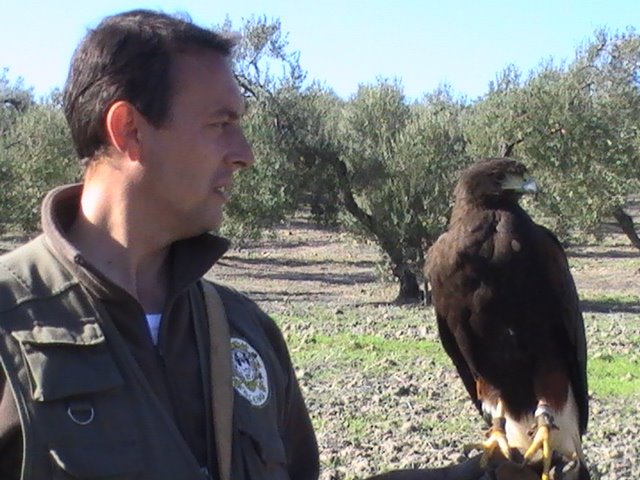 Mi amigo Paco junto a su hembra de Harris.