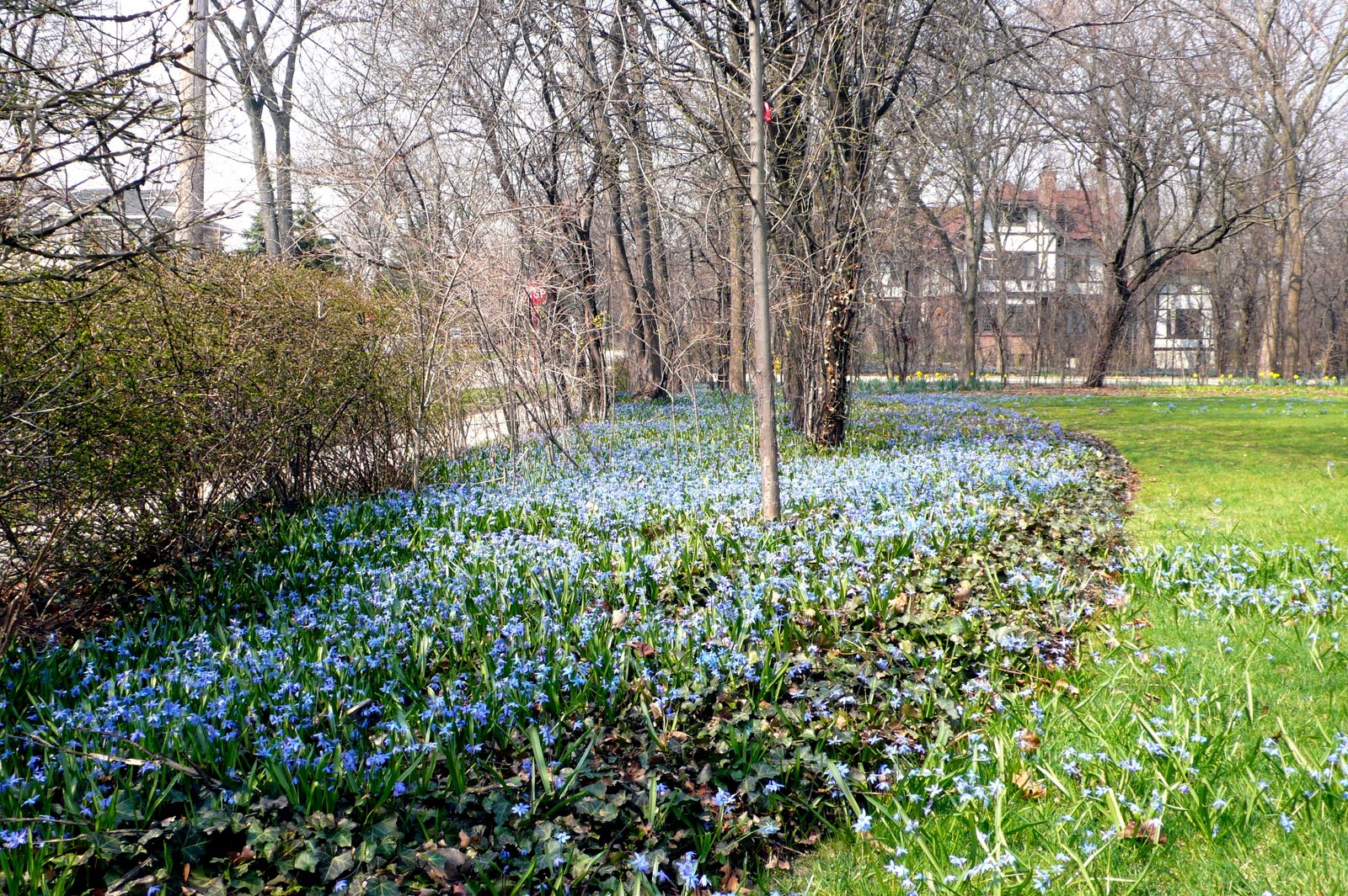 [Dr+Cook's+front+lawn.JPG]