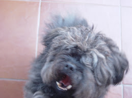 Pantufa - a nossa mascote