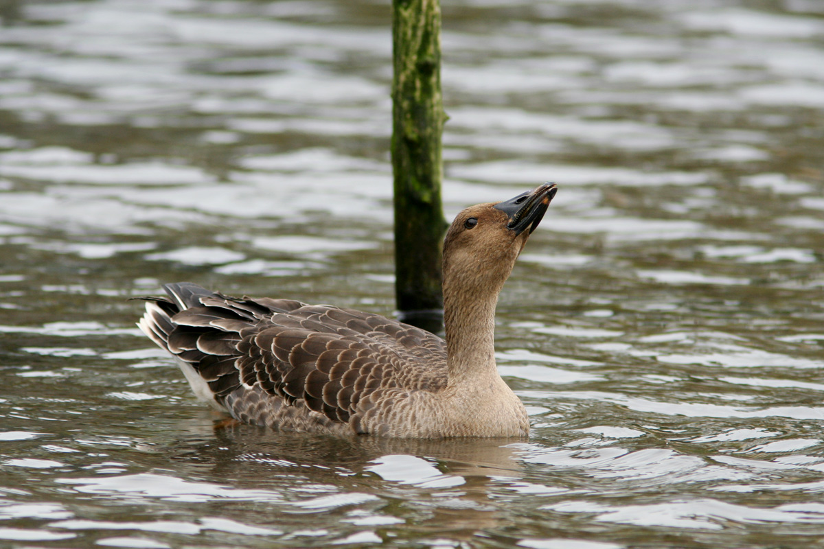 Unravel Tundra Bean Goose