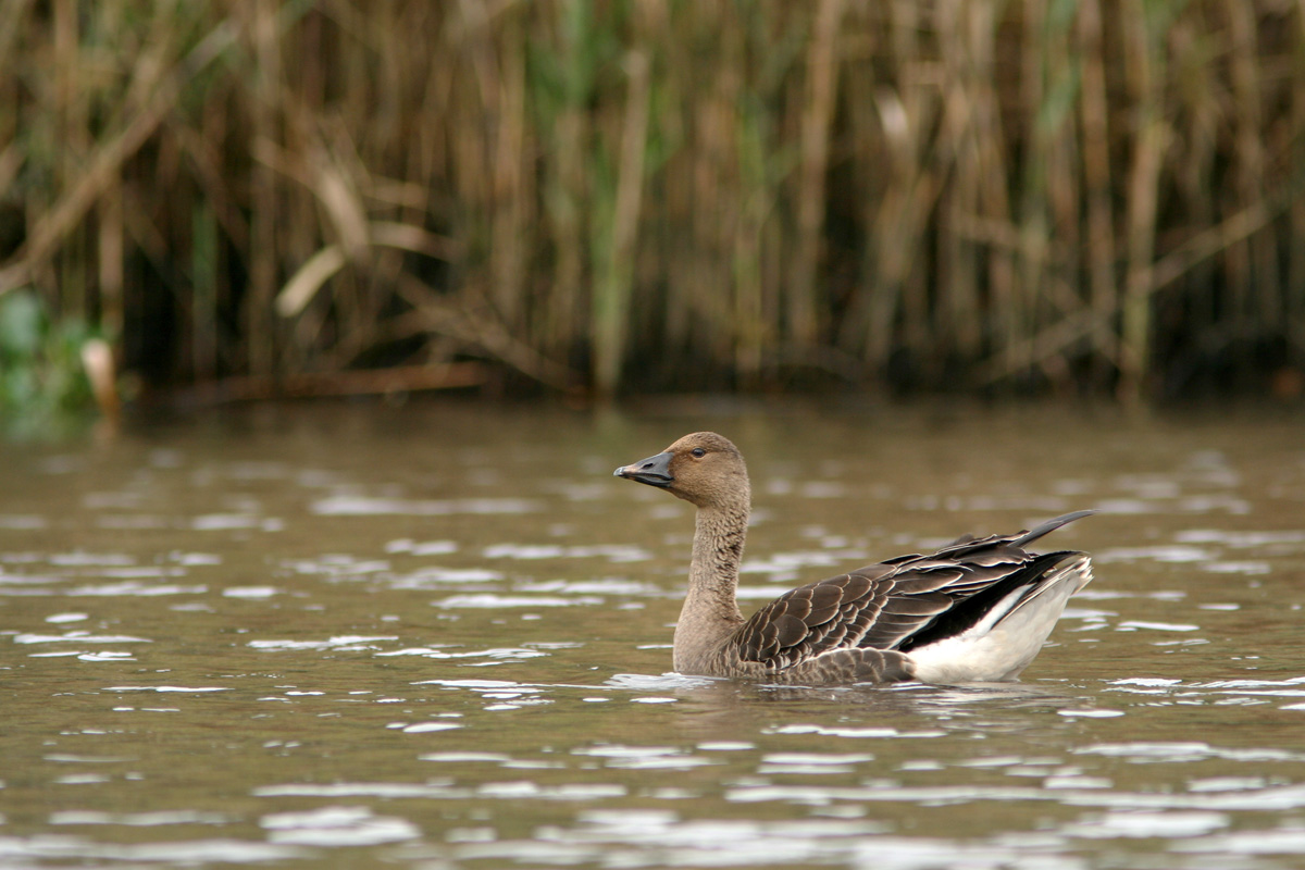 Unravel Tundra Bean Goose