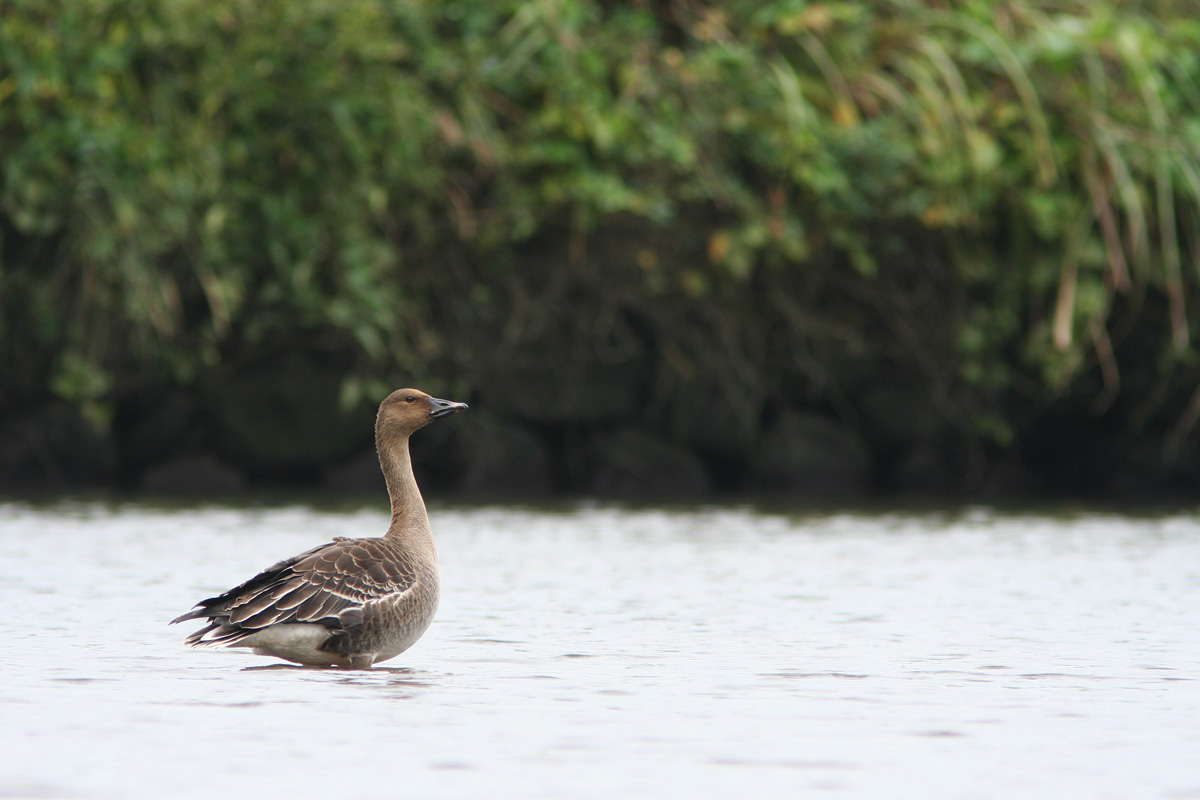 Unravel Tundra Bean Goose