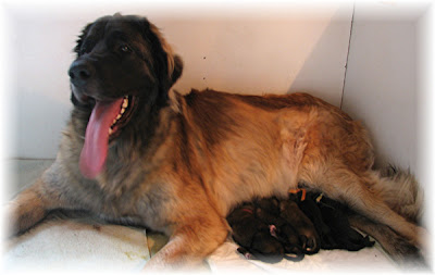 Les bébés Leonberg Brumaire