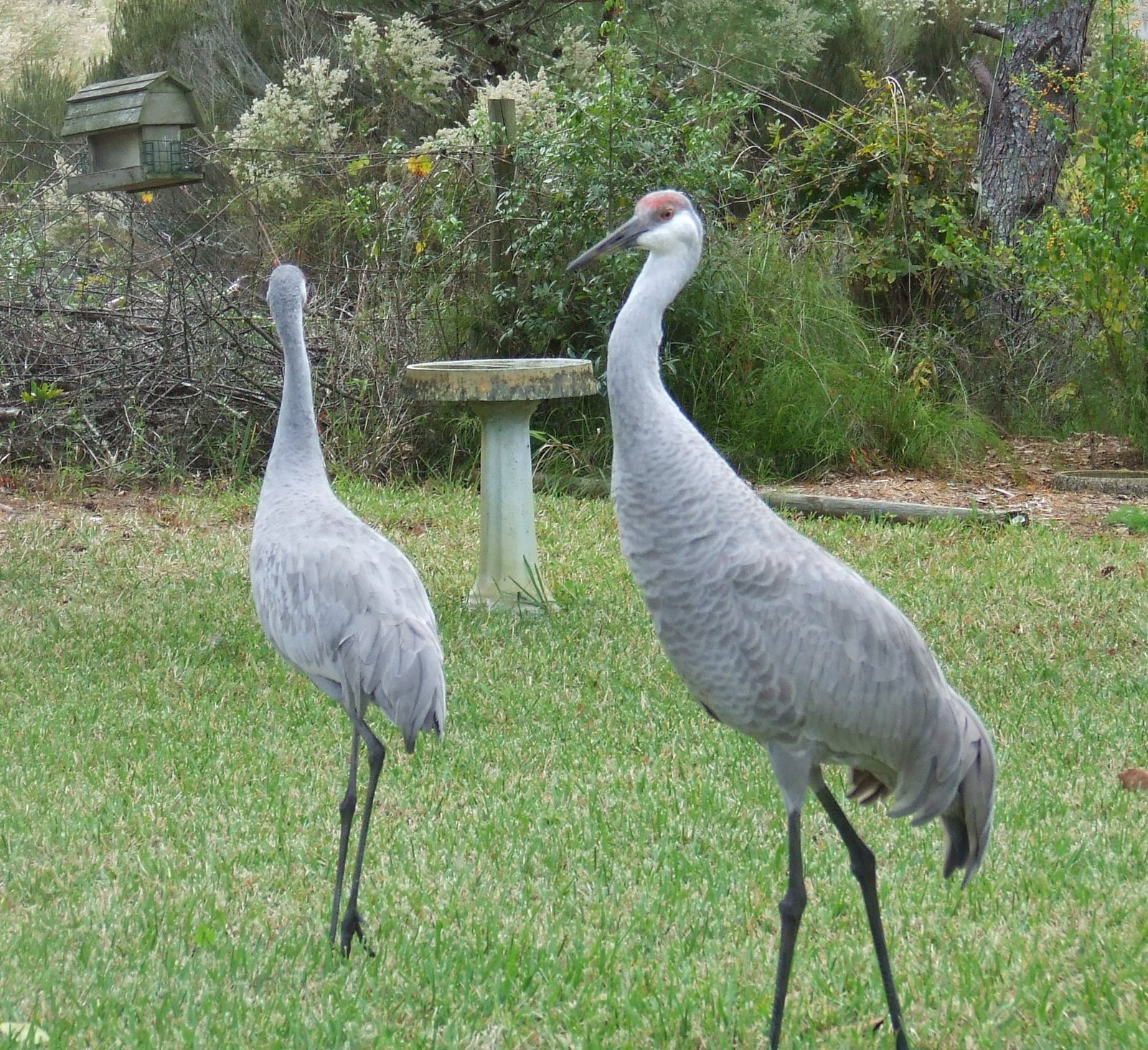 [cranes,+Savannah+002.jpg]