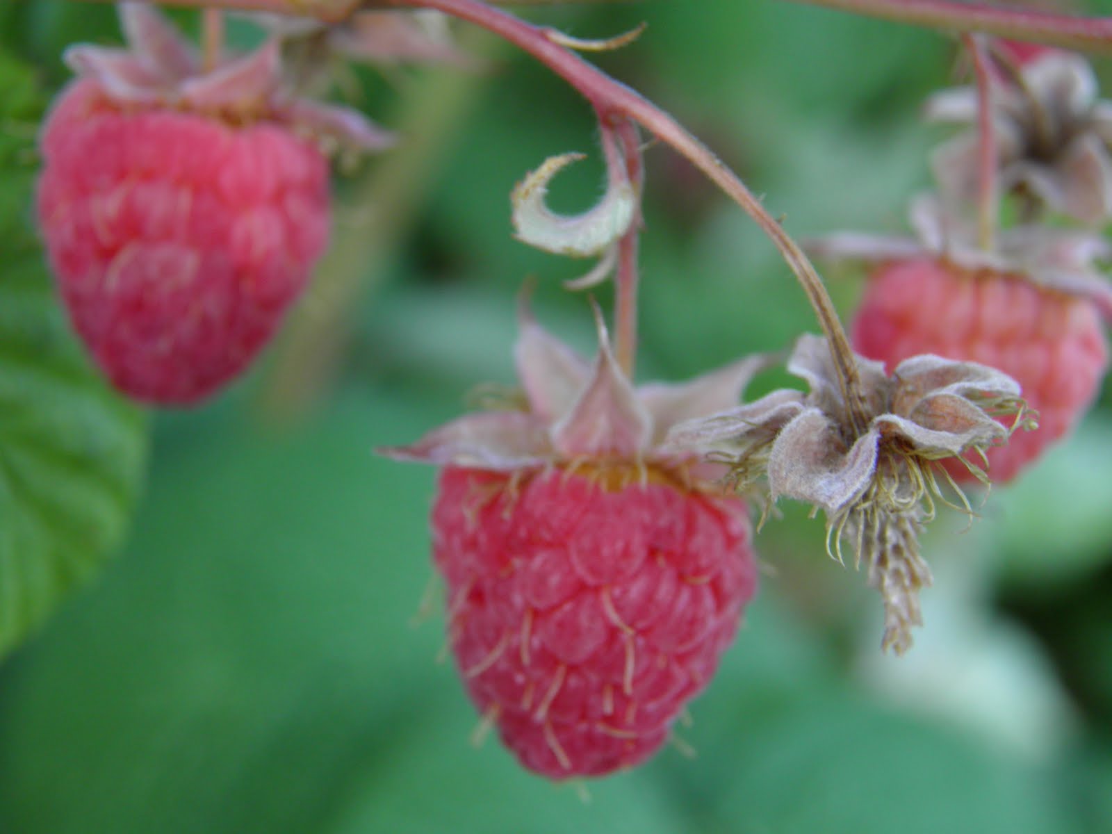 Bear Lake Eborns: Famous Bear Lake Raspberries