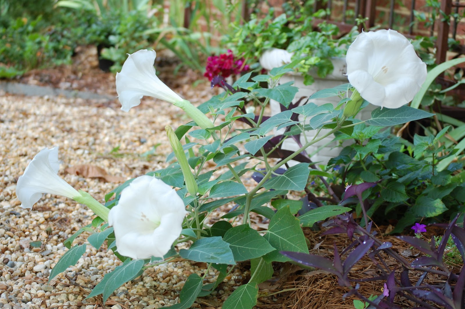 Moon Flower Seeds are Ready