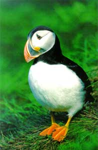Puffin Sites and Bruce McMillan
