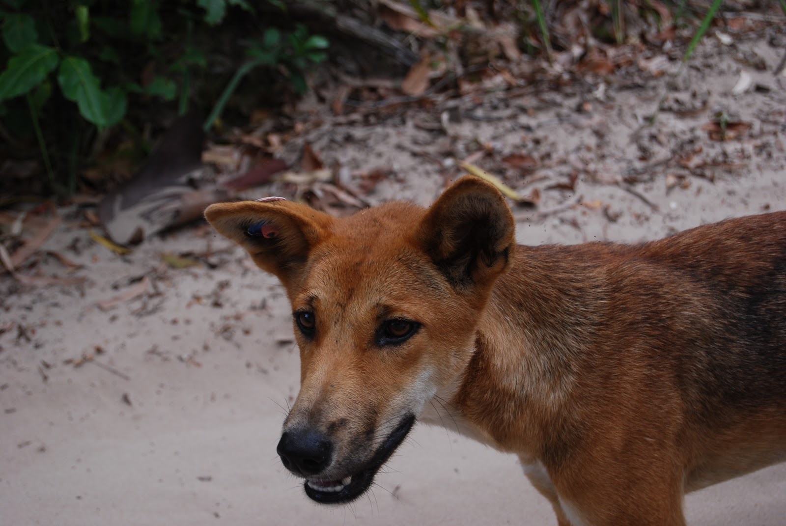 Carly Goes Down Under: Maybe the Dingo ate your baby?!