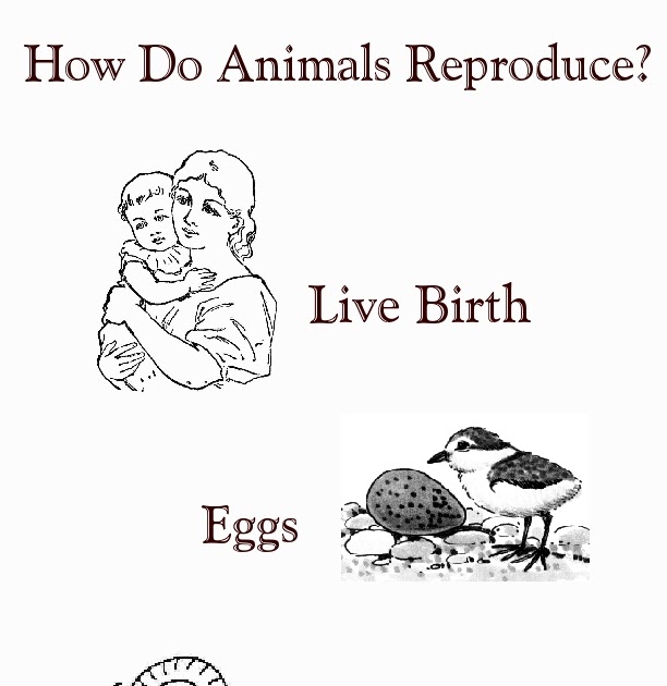 Bartlesville cc week 7 how do animals reproduce 