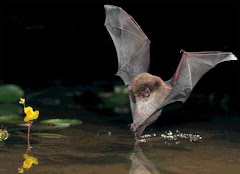 Rare bats roost in Grove Wood