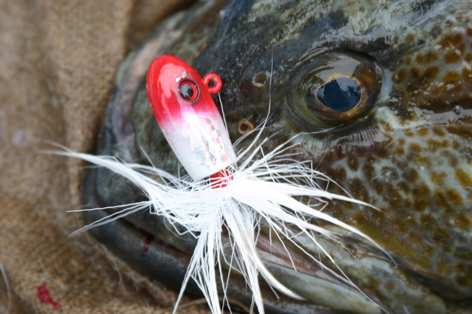 b52 bucktail lures