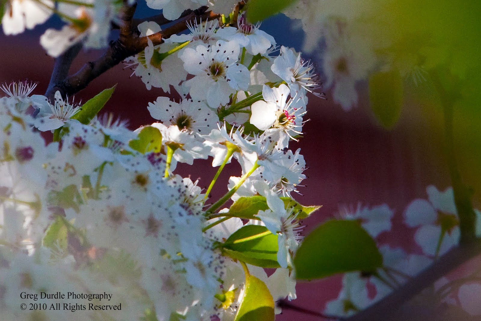 White Blooming Trees In Michigan whitetree1 Whiteblooming tree in