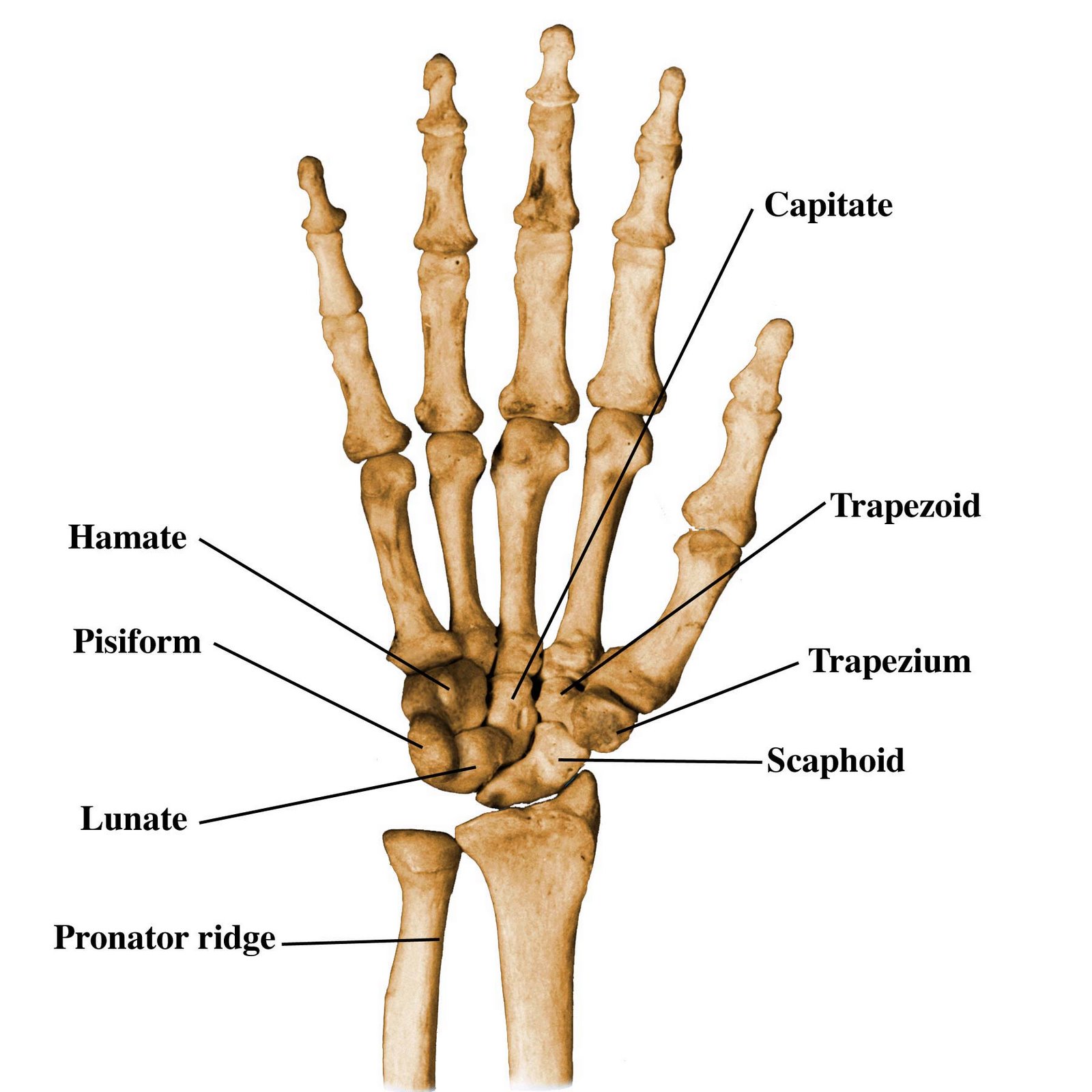 Ряд костей запястья. Кости лучезапястного сустава анатомия. Кости кисти гороховидная кость. Кисть анатомия гороховидная кость. Лучезапястный сустав гороховидная кость.